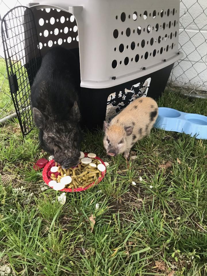 Potbelly pig daddy and piglet